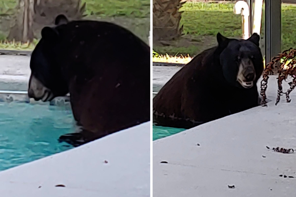 Florida woman regularly hosts a "beary" unexpected guest in her pool!