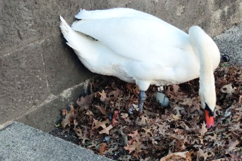 Schwanen-Gelege in großer Gefahr: So wurde das Nest gerettet