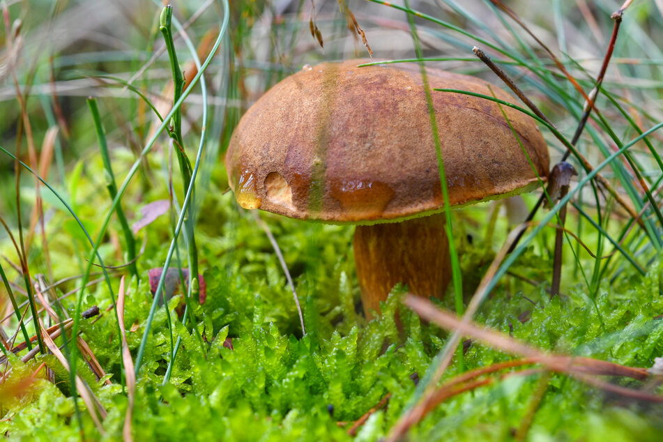 Tausende Pilz-, Pflanzen- und Tierarten in NRW sind bedroht oder schon ausgestorben