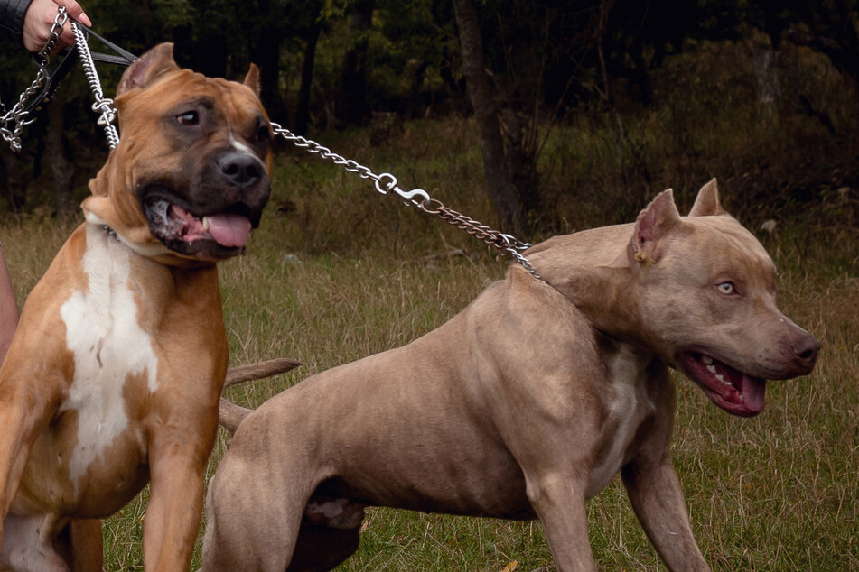 Aggressive Hunde attackieren Frau und zerfleischen ihren Malteser