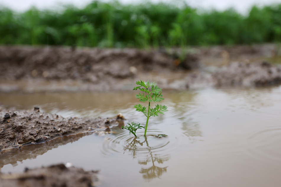 Auf etwa 15.000 Hektar landwirtschaftlich genutzter Fläche in NRW ist nach der verheerenden Hochwasser-Katastrophe ein Totalausfall der Ernte zu verzeichnen.