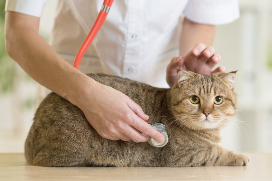 Wenn die Katze ständig niest, ist eine tiermedizinische Untersuchung empfehlenswert.