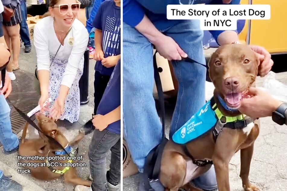 A dog named Sandy was up for adoption at an event in New York City, and while didn't get adopted, she got something even better!