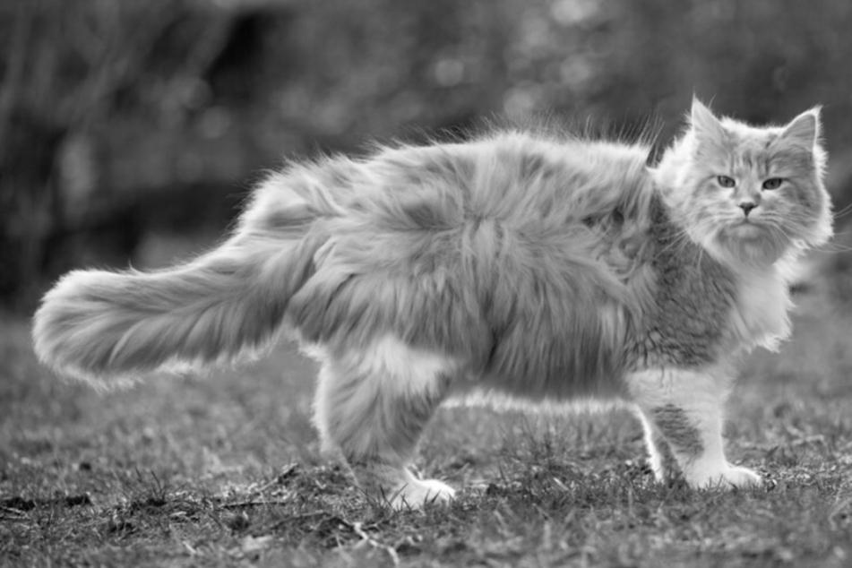 Grausamer Fund: Passant findet Katzenleiche ohne Kopf auf Grundstück