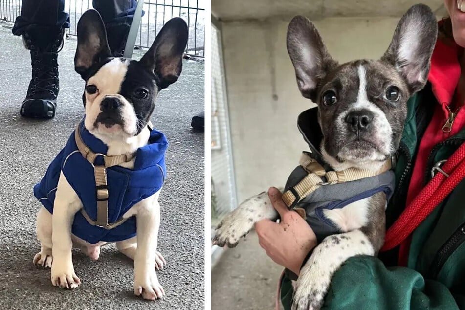 Fritzi, Franz und ihr Bruder Jean sind Mischlingswelpen, die kurz vor Weihnachten ins Berliner Tierheim kamen.