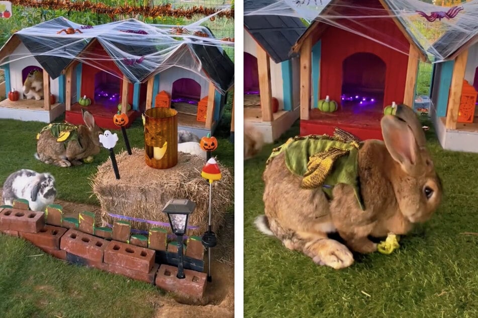 Kaninchen in Kostümen: So süß ist ein Hof für Halloween dekoriert