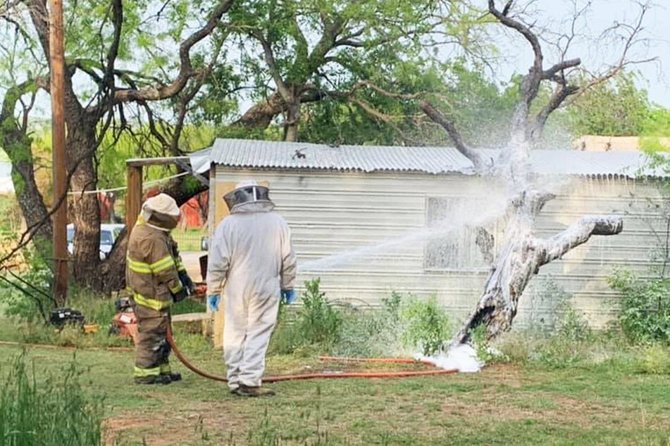 Firefighters removed the hive using firefighting foam.