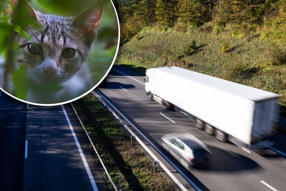 Katze entwischt - Familie muss Urlaub an Raststätte verbringen