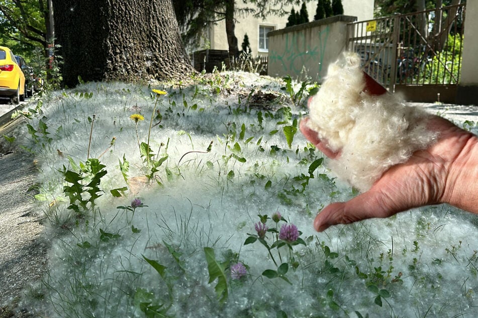 Weiße Fusseln erobern Dresden: Was hat es mit dem Sommerschnee auf sich?