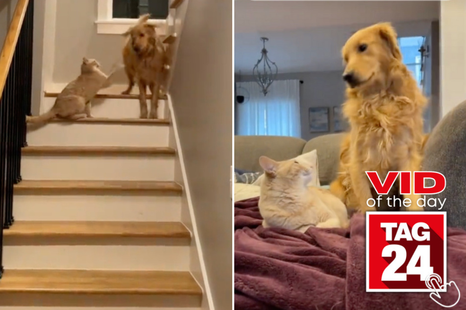 Today's Viral Video of the Day features a cat who shows his pup sibling who's boss!