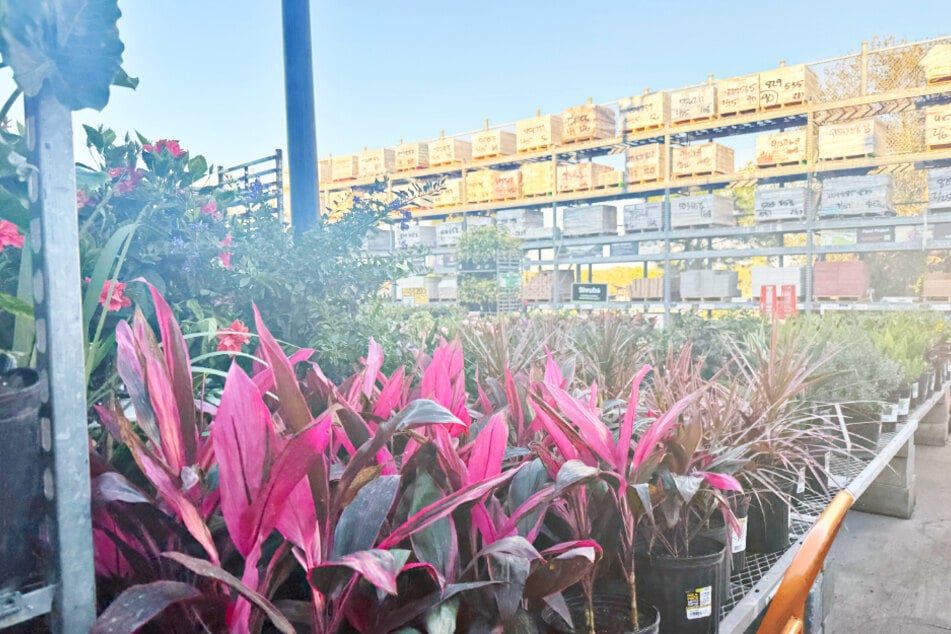 Gardeners are loving these deals at Home Depot on Monday, July 7