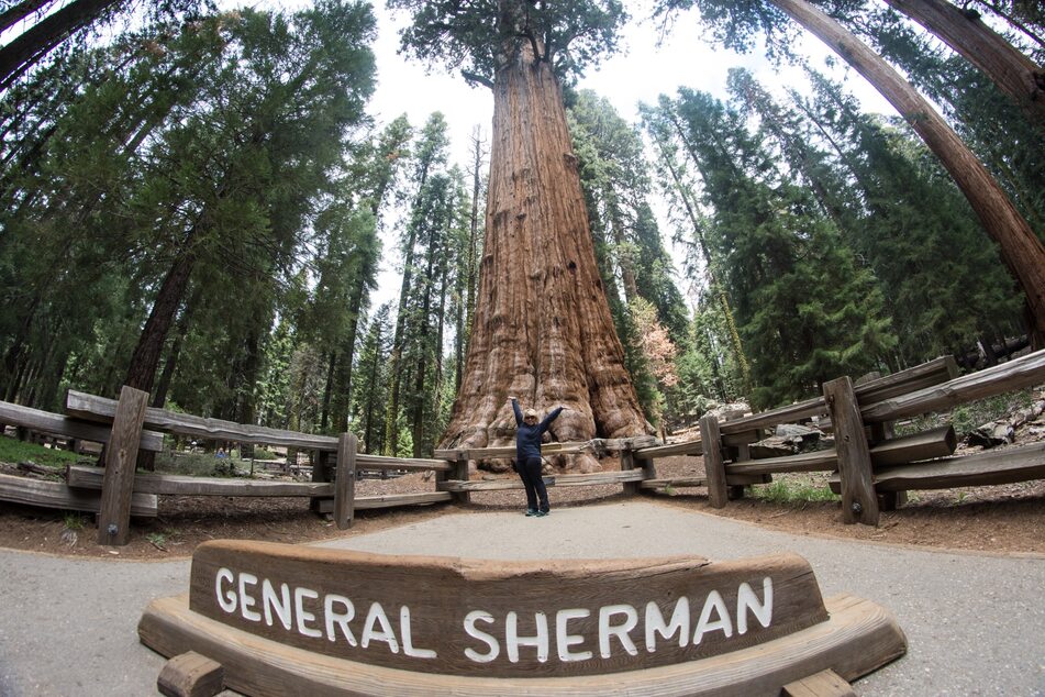 Gewaltig: Der General Sherman Baum gilt als größter Baum der Welt.