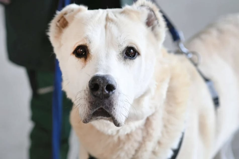 Der Rüde hat seinen eigenen Kopf.