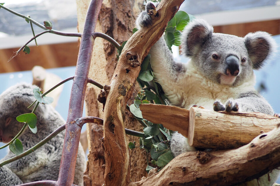 Time to say Goodbye: Koala Bouddi und Mama Mandie gehen ab sofort getrennte Wege