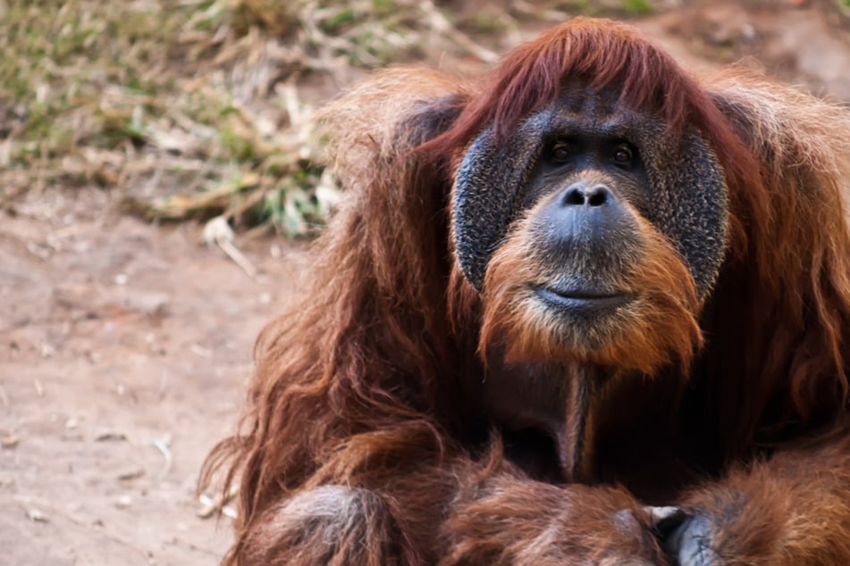 Orangutan spotted doing this unusual behavior for the first time ever!