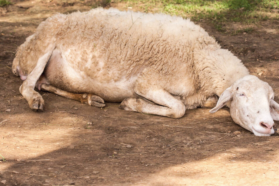 Noch ist völlig unklar, wem die Schafe gehörten und warum die Tiere getötet wurden. (Symbolbild)