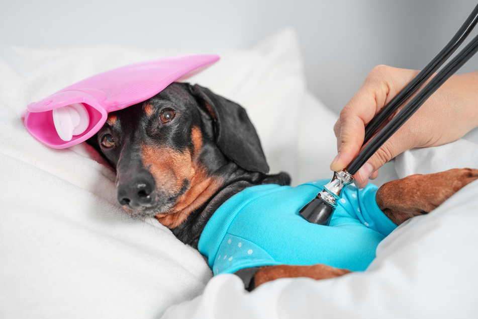 Einen Hund mit Fieber sollte man am besten von einem Tierarzt untersuchen lassen.