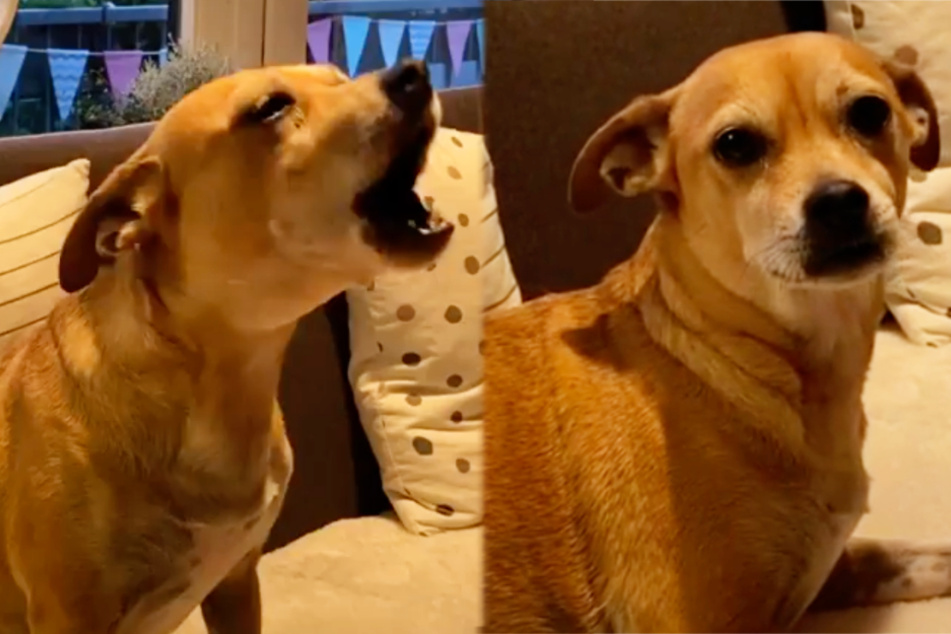 Kann Ikke Hüftgolds Hund wirklich "Happy Birthday" singen?