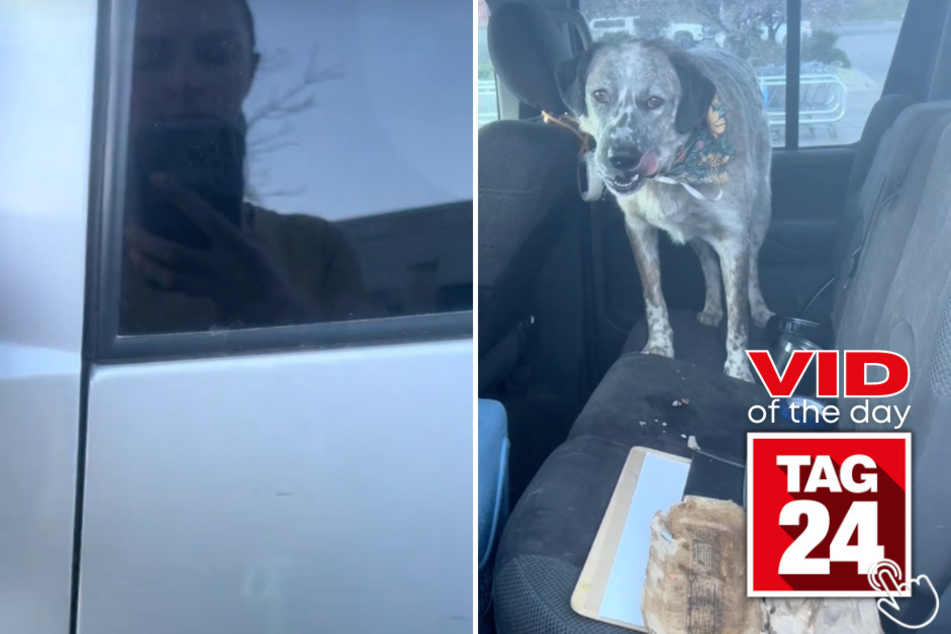 Today's Viral Video of the Day features a hungry dog that ate his mom's groceries!