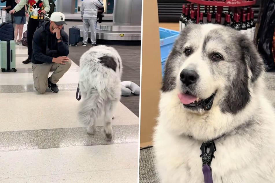 Hombre se alegra al ver a su perro después de meses: su reacción hace reír a millones