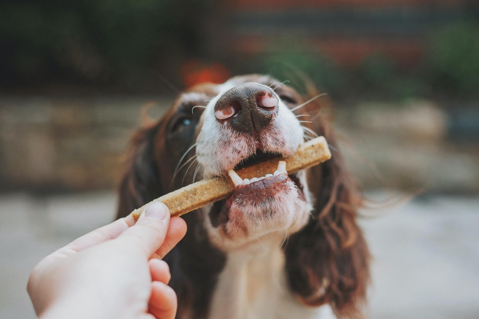 Giving your dog a treat is great positive reinforcement, but needs to be done in moderation.