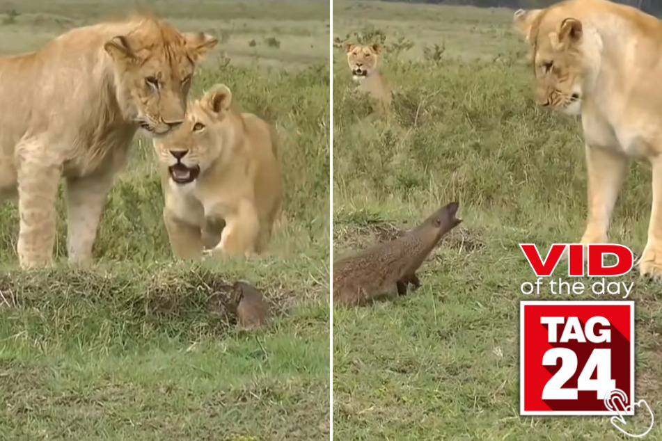 Today's Viral Video of the Day features a tiny but mighty mongoose chasing after a lion in the African savanna.