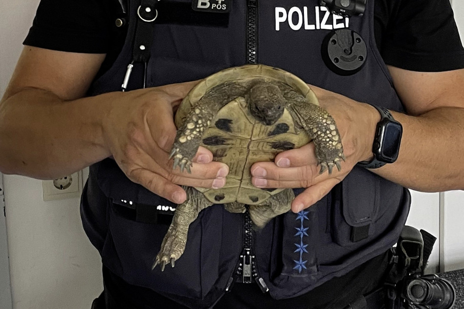 Die Polizei fand unter einem parkenden Auto diese Schildkröte.