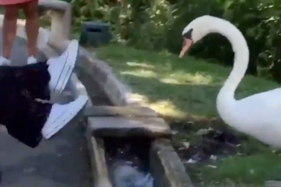 The woman falls backwards in shock while the swan watches on.