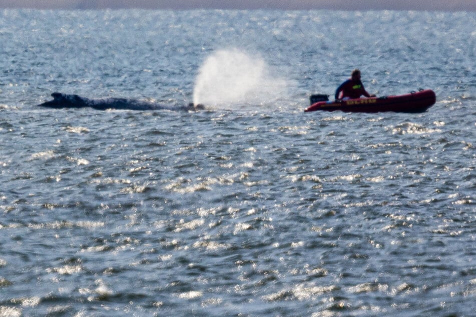 Buckelwal "Timmy" bewegt sich nicht von der Stelle: Meeresbiologe drängt zur Eile