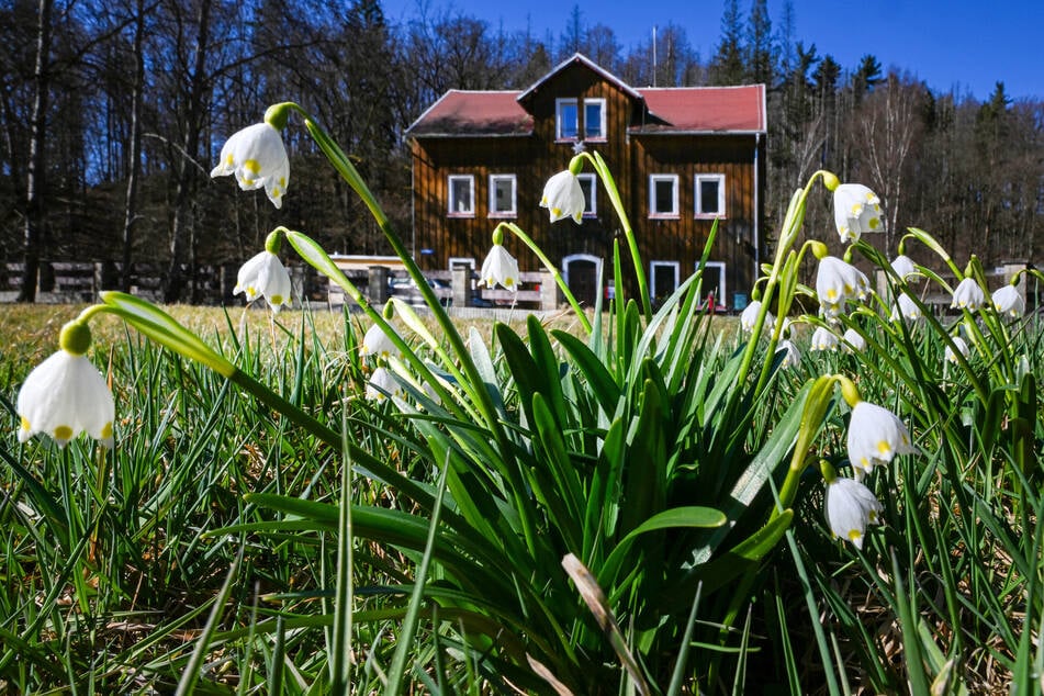 Auf der Runde von Heeselicht kann man immer wieder Märzenbecher erspähen.