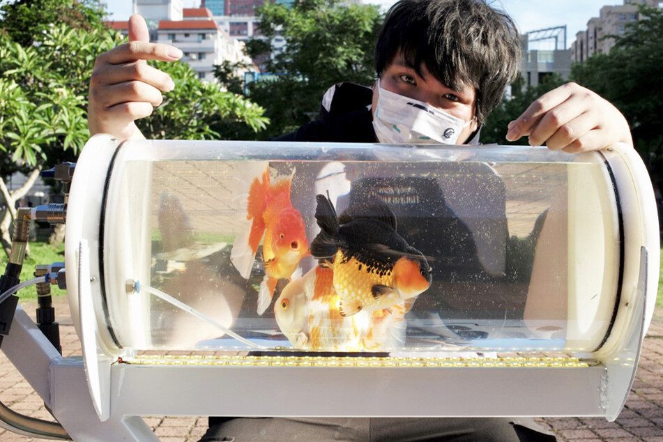 Viel Platz haben die Goldfische von Jerry Huang nicht, aber es geht ohnehin eher darum, dass sie mal etwas anderes sehen.