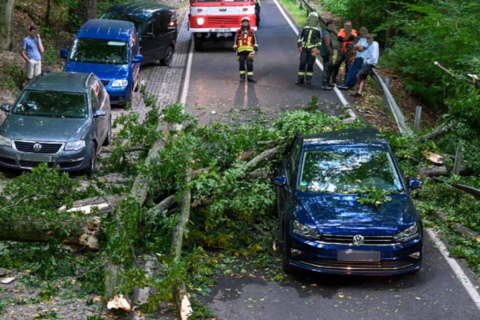 Der Baum traf glücklicherweise nur das Heck des VWs.