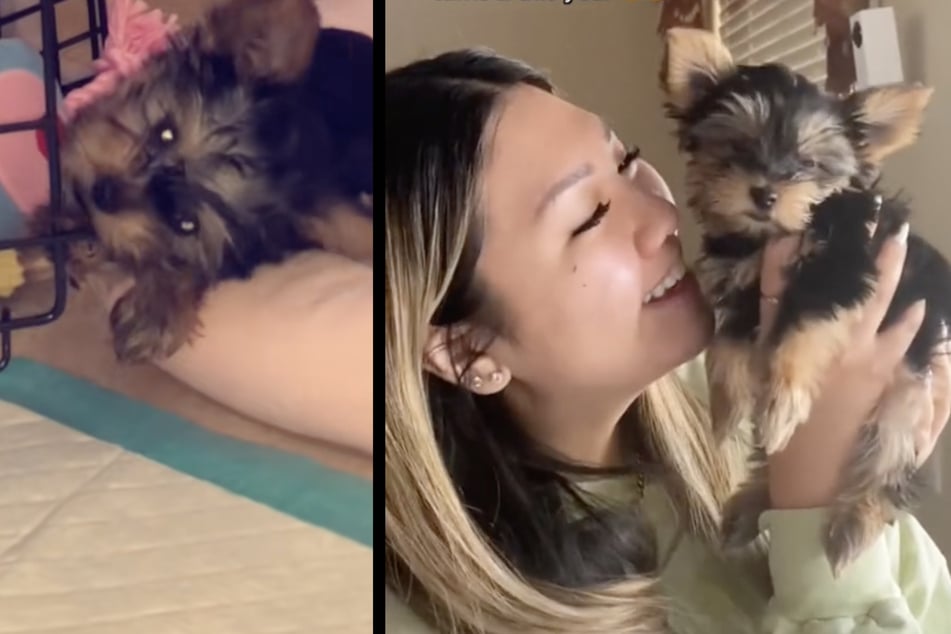 So kam Yorkshire-Terrier-Hündin "Chanel" zu ihrer Besitzerin: als schwarz-brauner Welpe.