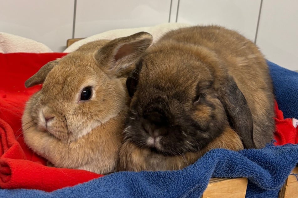 Vanilla (l.) a Milli rádi spolu mazlí. Najděte nové majitele?