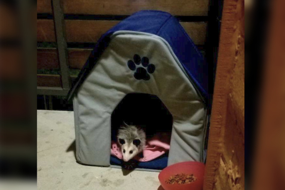 Anstelle einer Katze erwartete Michelle Slater ein Opossum.