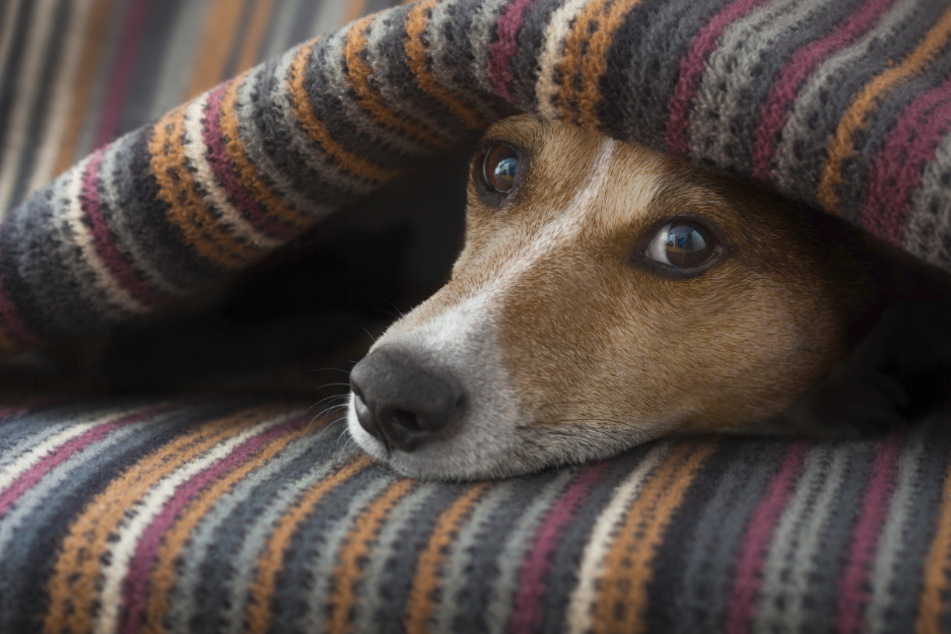 Ein ängstlicher Hund kann im Alltag eine große Belastung sein.