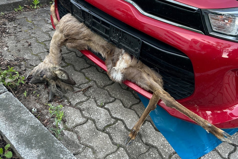 Der Fahrer fand das tote Tier nach dem Unfall im Kühlergrill seines Fahrzeugs.