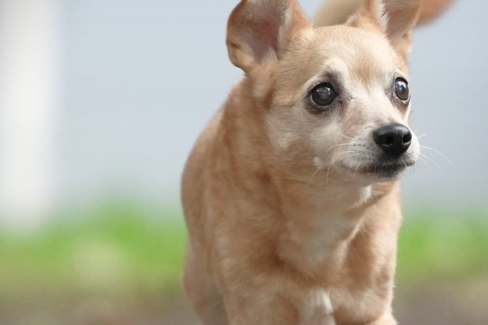 Nach 15 Jahren plötzlich abgegeben: Wer erfüllt Chihuahua-Pinscher-Mix Melly ihren letzten Wunsch?