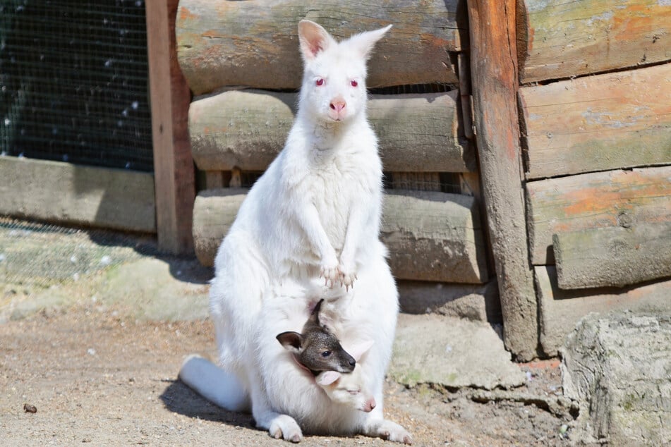 Die Känguru-Mutti kümmert sich um zwei Junge - doch nur eins ist tatsächlich ihr eigener Nachwuchs.