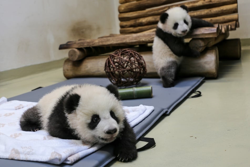 Die putzigen Panda-Zwillinge erkunden ihr neues Spielzimmer.