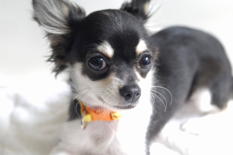 Chihuahuas are strange little creatures, but they could cuddle all day.