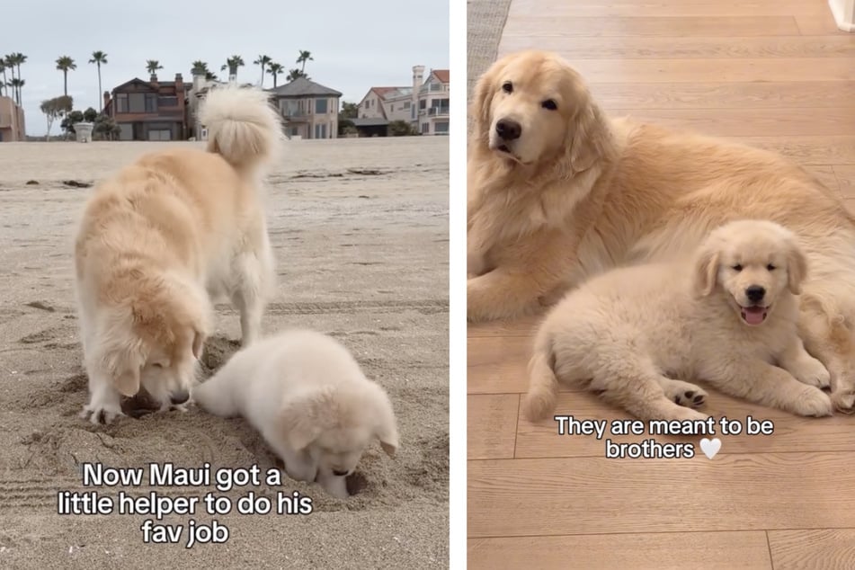 Los Golden Retriever Maui y Hugo se comportan como hermanos, aunque no lo son.