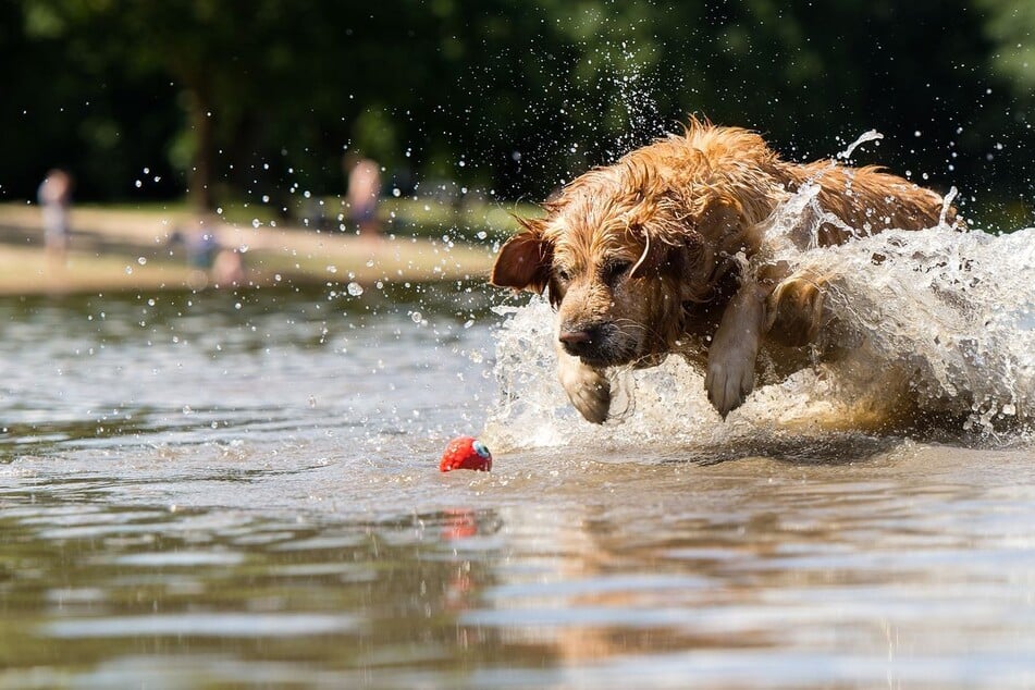 Am Nord- und Südsee in Xanten gibt es sogar einen eigenen Hundestrand. (Symbolbild)