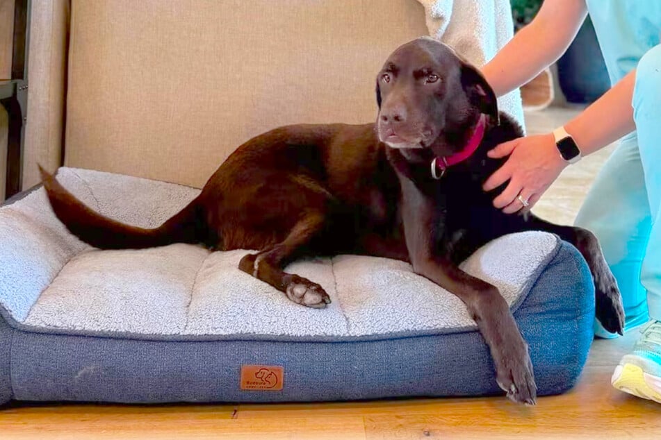 Chewy deals on Wednesday, January 21 are purr-fect for spoiling your furry friend