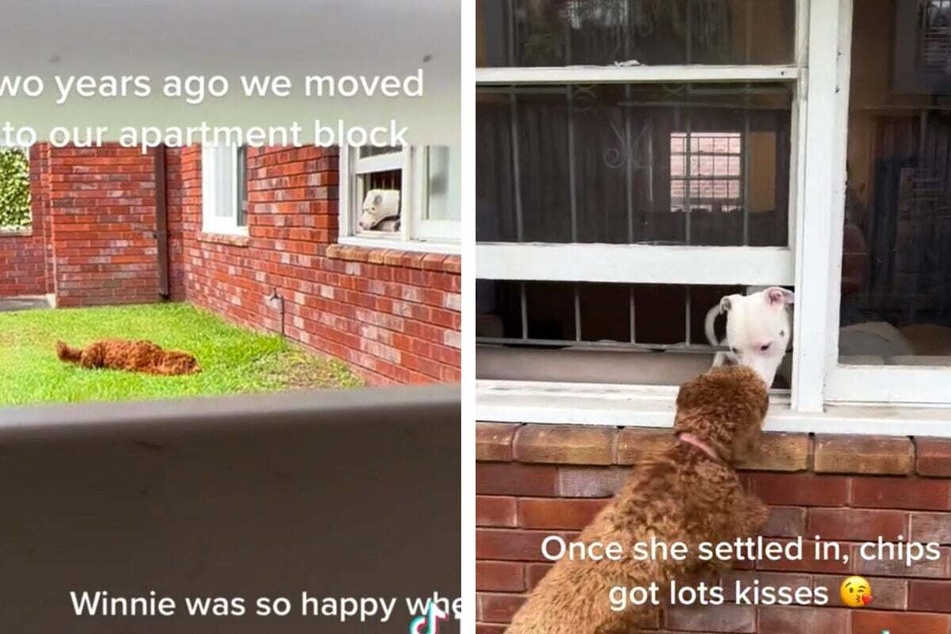 Doggy duo goes on a romantic date that melts TikTokers' hearts