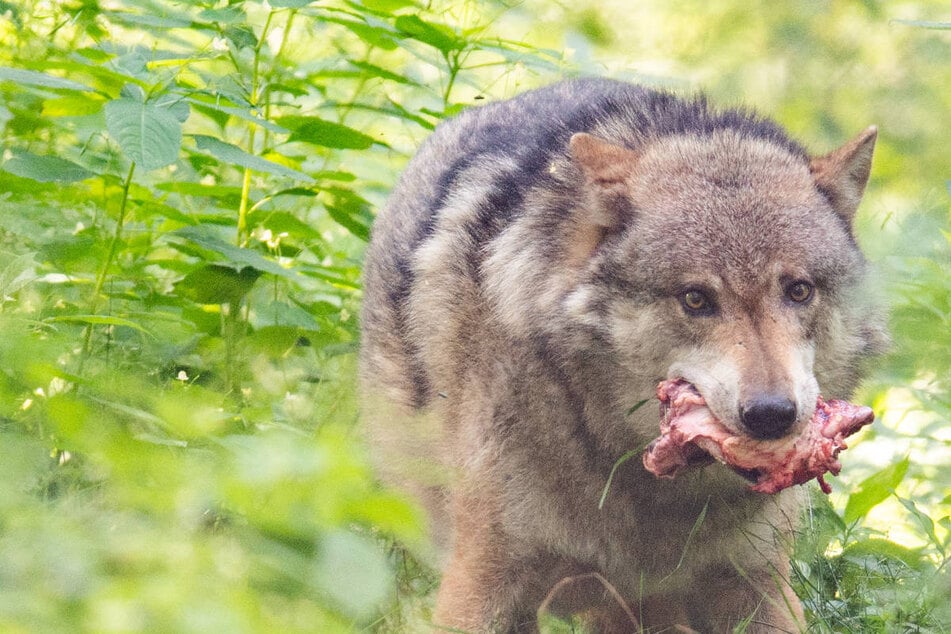 In Hessen wurden im Monitoringjahr 2021/2022 fünf Wolfsterritorien nachgewiesen. (Symbolbild)