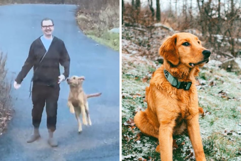 Mann will mit Golden Retriever Versteckspiel machen: Was der Hund stattdessen tut, sorgt für großes Gelächter
