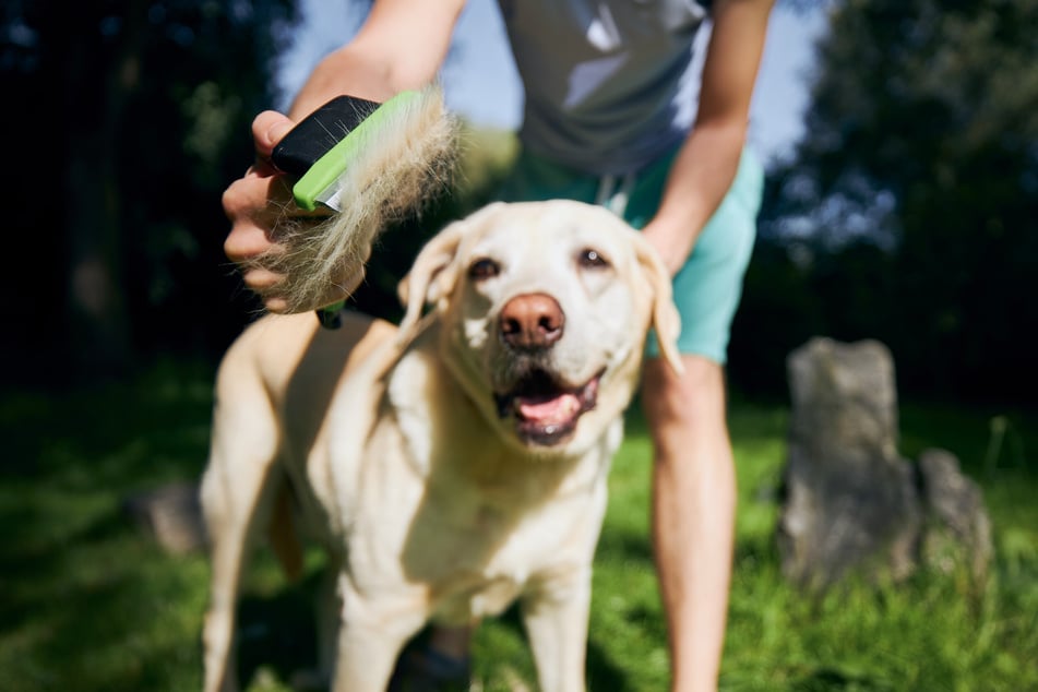 Ein Labrador-Ridgeback-Mix haart vor allem während des Fellwechsels.
