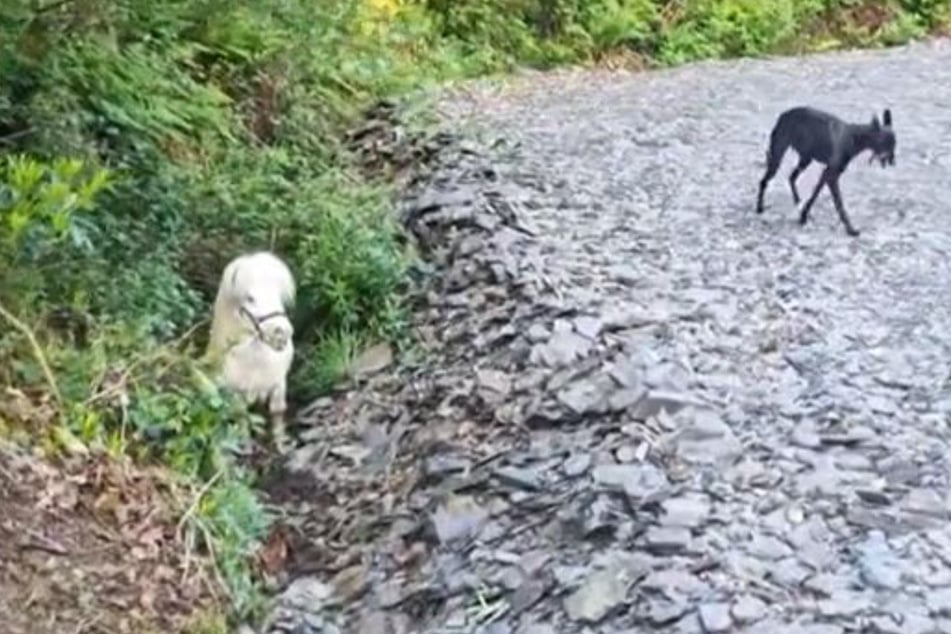 Die Situation in dem Clip wirkt geradezu surreal: Kayleigh Tonkins' Hund wirkt kaum kleiner als das Pony im Graben.