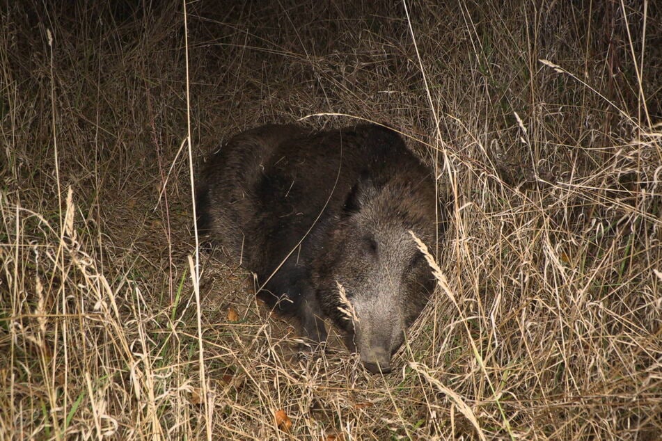 Das Wildschwein starb durch den Unfall.